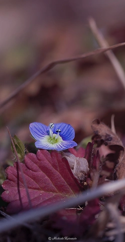 オオイヌフグリ / DC-G9 M.ZUIKO DIGITAL ED 60mm F2.8 Macro - f5.6 1/640s ISO:100