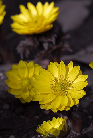 フクジュソウ / DC-G9 M.ZUIKO DIGITAL ED 60mm F2.8 Macro - f5.6 1/800s ISO:100