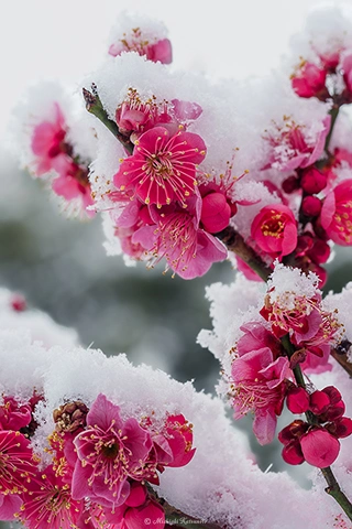 ウメ / DC-G9 M.ZUIKO DIGITAL ED 60mm F2.8 Macro - f5.6 1/100s ISO:100