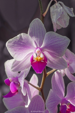 コチョウラン / DC-G9 M.ZUIKO DIGITAL ED 60mm F2.8 Macro - f5.6 1/100s ISO:100
