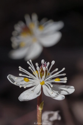 バイカオーレン / DC-G9 M.ZUIKO DIGITAL ED 60mm F2.8 Macro - f8.0 1/160s ISO:125