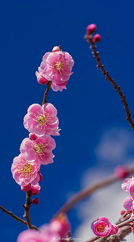 ウメ / DC-G9 M.ZUIKO DIGITAL ED 60mm F2.8 Macro - f5.6 1/200s ISO:100