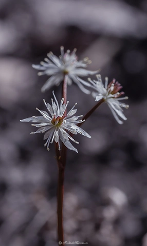 コセリバオーレン / DC-G9 M.ZUIKO DIGITAL ED 60mm F2.8 Macro - f5.6 1/230s ISO:100