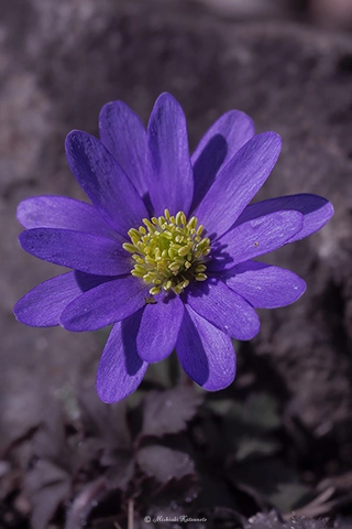 アネモネ / DC-G9 M.ZUIKO DIGITAL ED 60mm F2.8 Macro - f5.6 1/250s ISO:100