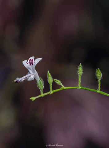 センシレン / DC-G9 M.ZUIKO DIGITAL ED 60mm F2.8 Macro - f5.6 1/200s ISO:250
