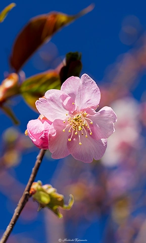 サクラ / DC-G9 M.ZUIKO DIGITAL ED 60mm F2.8 Macro - f5.6 1/125s ISO:100