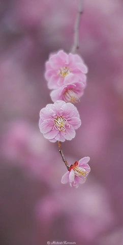 ウメ / DC-G9 7Artisans 50mm F1.2 - f1.2 1/5000s ISO:100