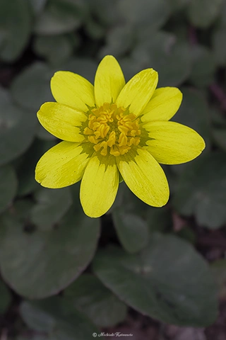 キクザキリュウキンカ / DC-G9 M.ZUIKO DIGITAL ED 60mm F2.8 Macro - f5.6 1/100s ISO:100