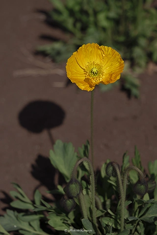 アイスランドポピー / DC-G9 M.ZUIKO DIGITAL ED 60mm F2.8 Macro - f2.8 1/6400s ISO:100