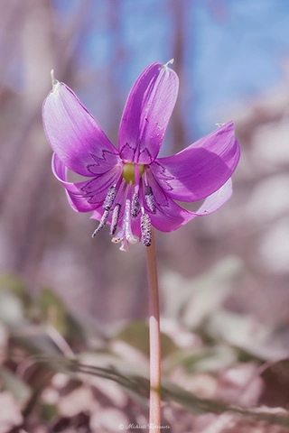 カタクリ / DC-G9 M.ZUIKO DIGITAL ED 60mm F2.8 Macro - f8.0 1/30s ISO:100