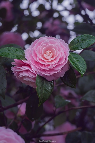 オトメツバキ / DC-G9 M.ZUIKO DIGITAL ED 60mm F2.8 Macro - f5.6 1/100s ISO:100