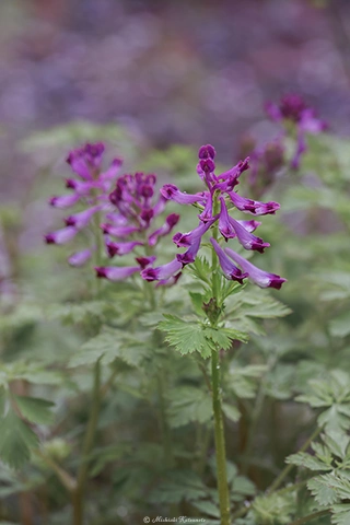 ムラサキケマン / DC-G9 M.ZUIKO DIGITAL ED 60mm F2.8 Macro - f5.6 1/125s ISO:500