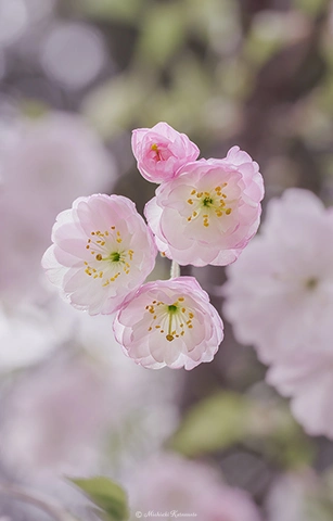 シダレザクラ / DC-G9 M.ZUIKO DIGITAL ED 60mm F2.8 Macro - f5.6 1/125s ISO:320