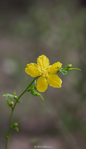 ヤマブキ / DC-G9 M.ZUIKO DIGITAL ED 60mm F2.8 Macro - f2.8 1/500s ISO:100