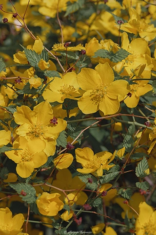 ヤマブキ / DC-G9 M.ZUIKO DIGITAL ED 60mm F2.8 Macro - f5.6 1/800s ISO:100