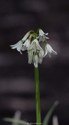 アリウム・トリケトラム / DC-G9 M.ZUIKO DIGITAL ED 60mm F2.8 Macro - f2.8 1/800s ISO:100