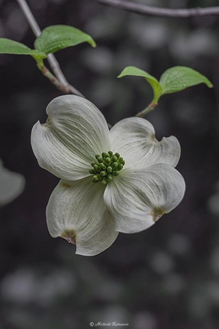 ハナミズキ / DC-G9 M.ZUIKO DIGITAL ED 60mm F2.8 Macro - f5.6 1/160s ISO:200