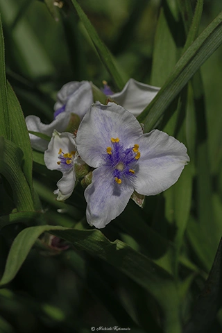 ムラサキツユクサ / DC-G9 M.ZUIKO DIGITAL ED 60mm F2.8 Macro - f5.6 1/640s ISO:100