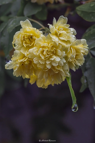 モッコウバラ / DC-G9 M.ZUIKO DIGITAL ED 60mm F2.8 Macro - f5.6 1/160s ISO:500