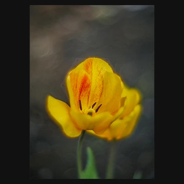 黄色のチューリップの写真