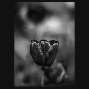 鉛筆画のようなチューリップの写真