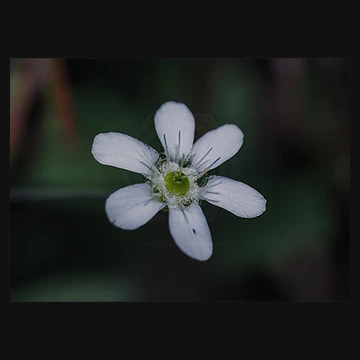 山の褥オオヤマフスマの写真