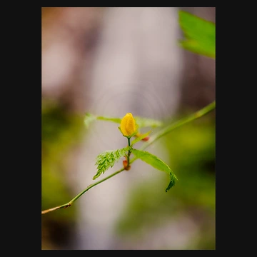 芽生え始めた可憐なヤマブキの写真