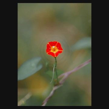 赤が映えるマルバルコウの写真