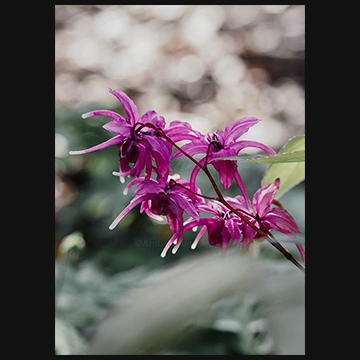 濃い色合いのイカリソウの写真