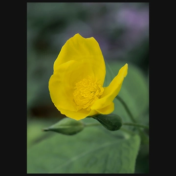 花も実もあるヤマブキソウの写真