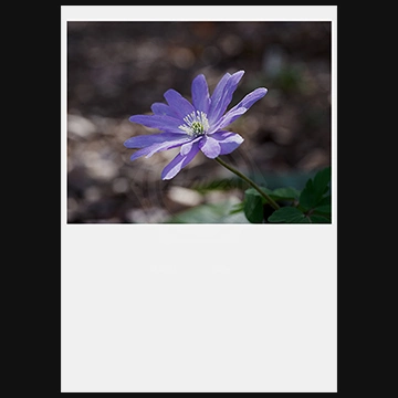 早春の花キクザキイチゲの写真