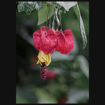 花の風鈴ウキツリボクの写真