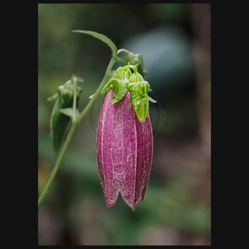 自然の虫籠ヤマホタルブクロの写真