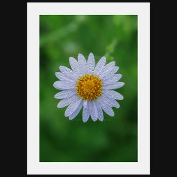 朝露を纏うヨメナの写真